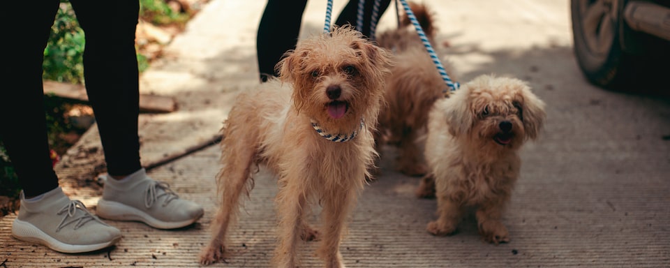 Chevrolet Colombia - Jornada de Esterilización